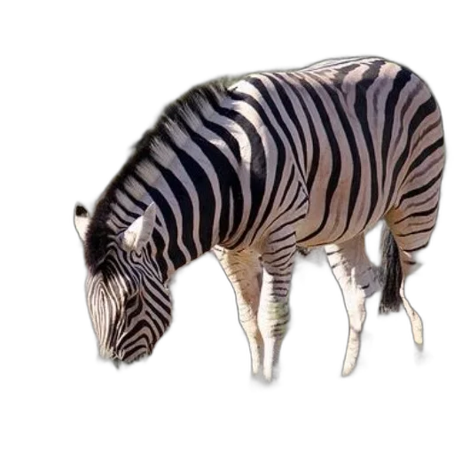 animal, creature, furniture, hat transparent PNG cut-out