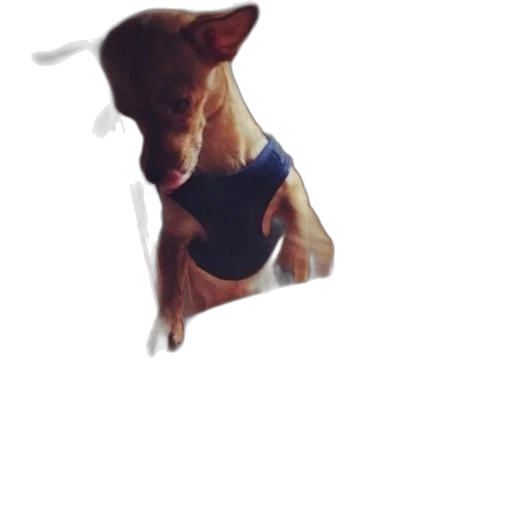 animal, creature, staff, face transparent PNG cut-out