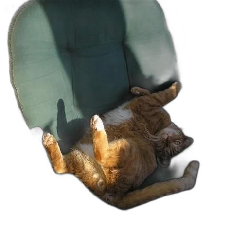 furniture, animal, hat, creature transparent PNG cut-out