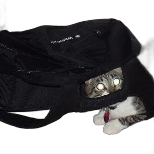 jacket, shoes, staff, hat transparent PNG cut-out