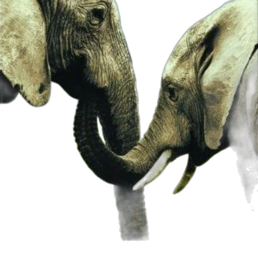 animal, photorealistic, concept art, 3d render transparent PNG cut-out