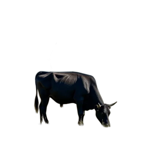 animal, food, creature, jewelry transparent PNG cut-out