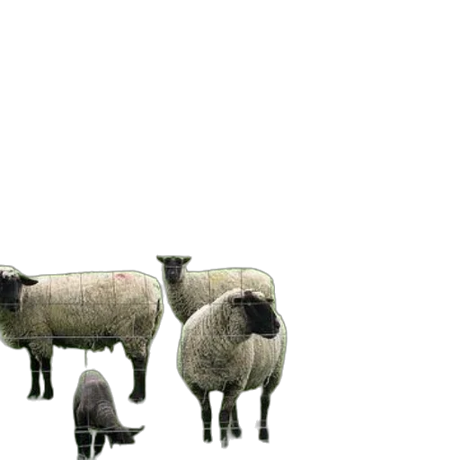 animal, 3d render, photorealistic, concept art transparent PNG cut-out