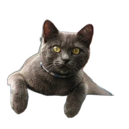 animal, staff, creature, jewelry transparent PNG cut-out