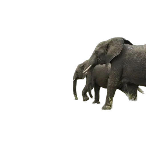 animal, creature, staff, weapon transparent PNG cut-out