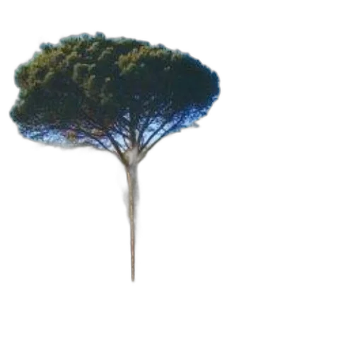 tree, crown, umbrella, staff transparent PNG cut-out