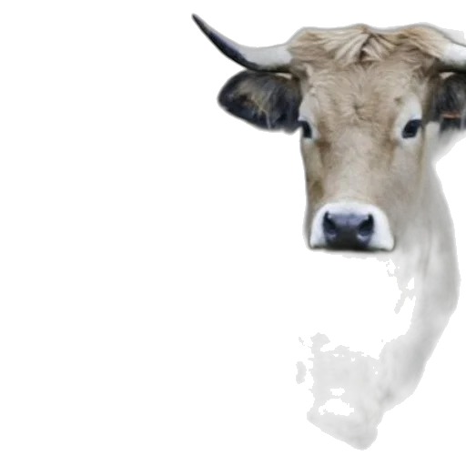 animal, mask, face, creature transparent PNG cut-out