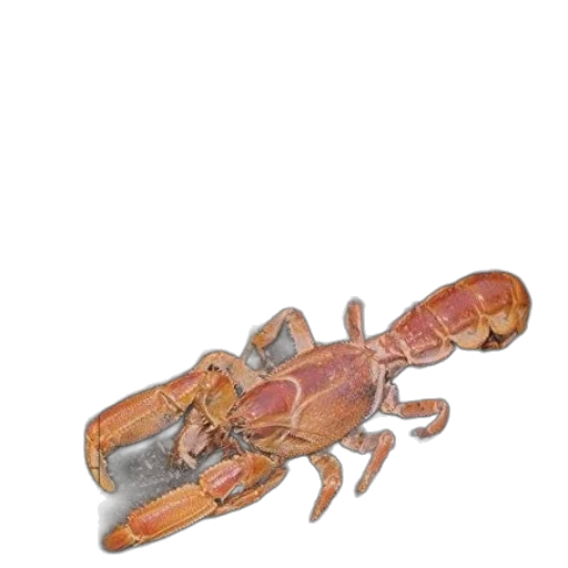 animal, creature, weapon, jewelry transparent PNG cut-out