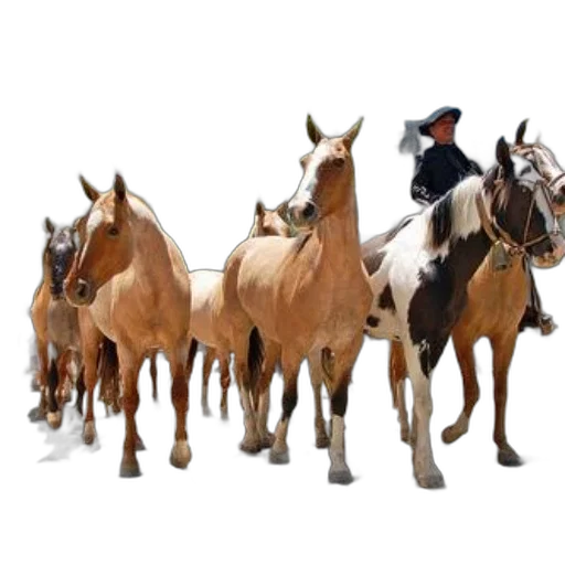 animal, staff, concept art, group transparent PNG cut-out