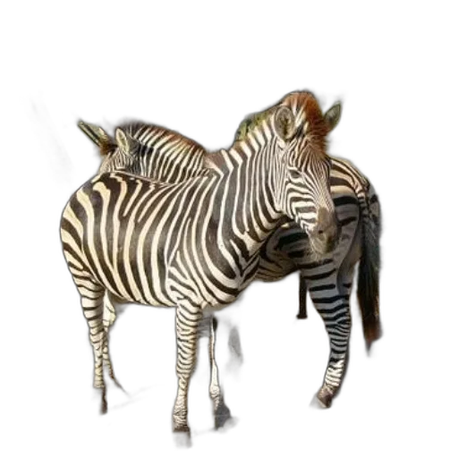 animal, creature, jewelry, staff transparent PNG cut-out