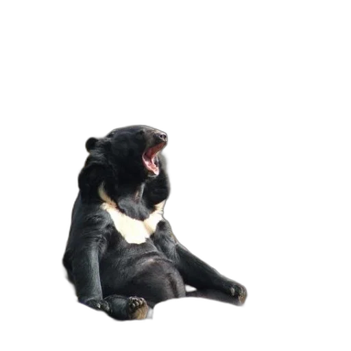 animal, creature, staff, face transparent PNG cut-out