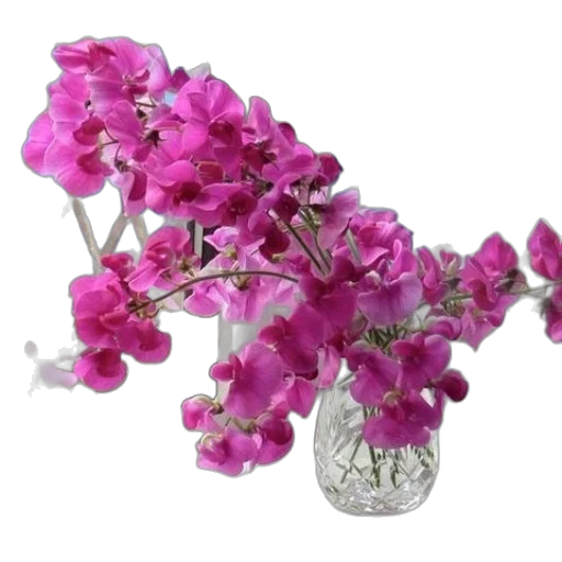 jewelry, flower, crown, bottle transparent PNG cut-out