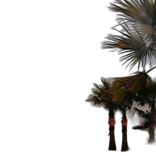 umbrella, tree, hair, weapon transparent PNG cut-out
