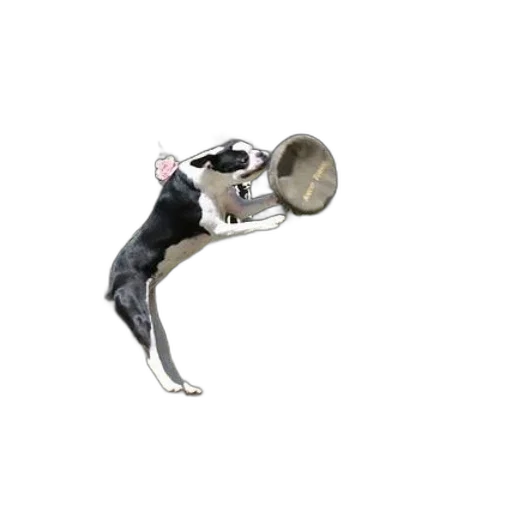 staff, animal, hat, black transparent PNG cut-out