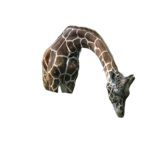 animal, creature, hat, staff transparent PNG cut-out