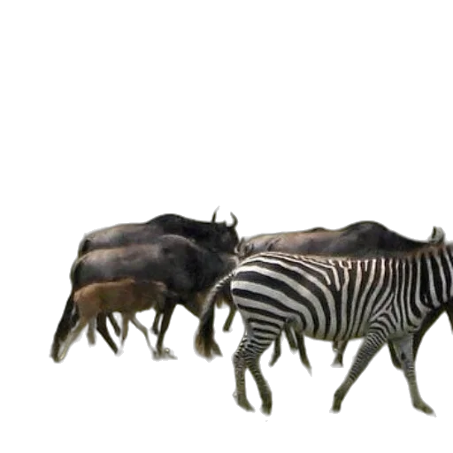 animal, creature, furniture, food transparent PNG cut-out