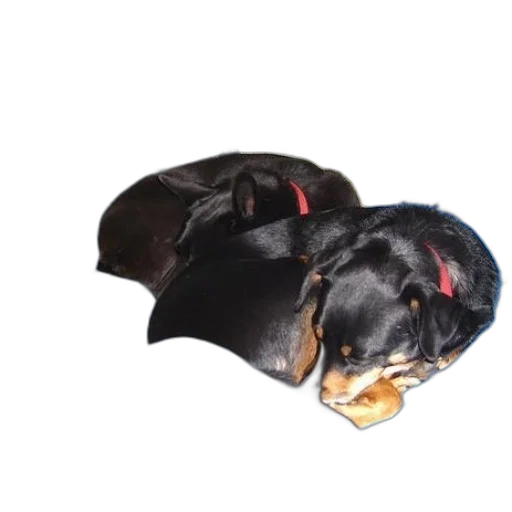 hat, crown, animal, staff transparent PNG cut-out