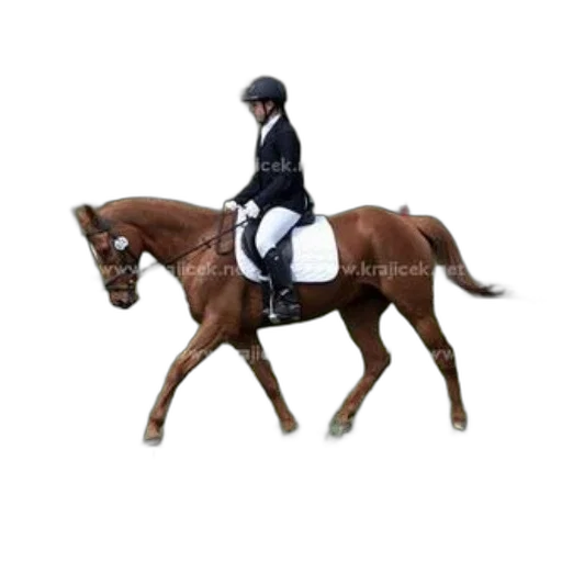 animal, rider, black, jacket transparent PNG cut-out