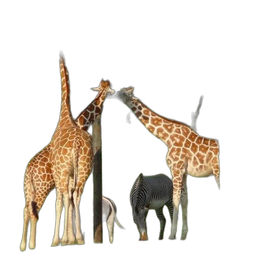 animal, staff, umbrella, jewelry transparent PNG cut-out