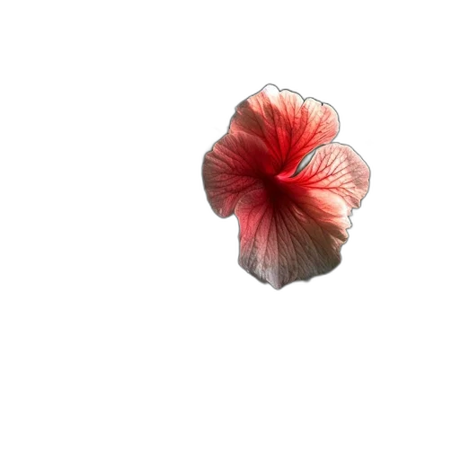 flower, umbrella, crown, hat transparent PNG cut-out