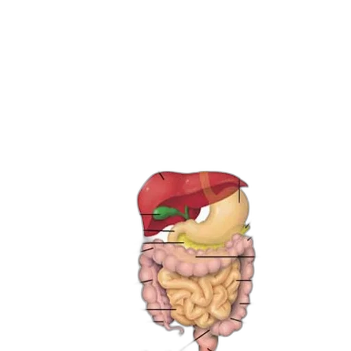 food, hat, crown, creature transparent PNG cut-out