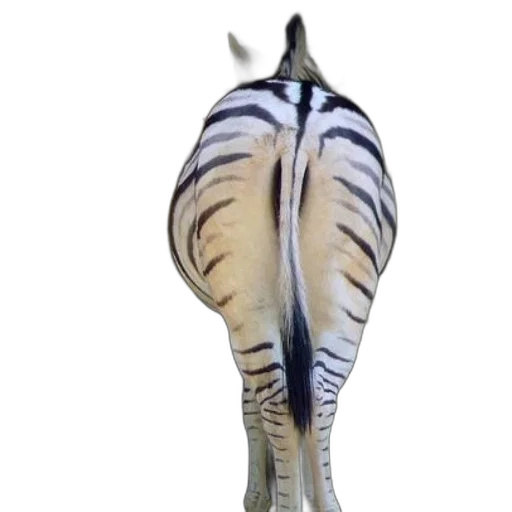 animal, staff, shoes, creature transparent PNG cut-out