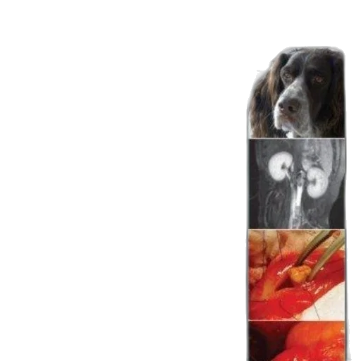 animal, staff, flower, food transparent PNG cut-out