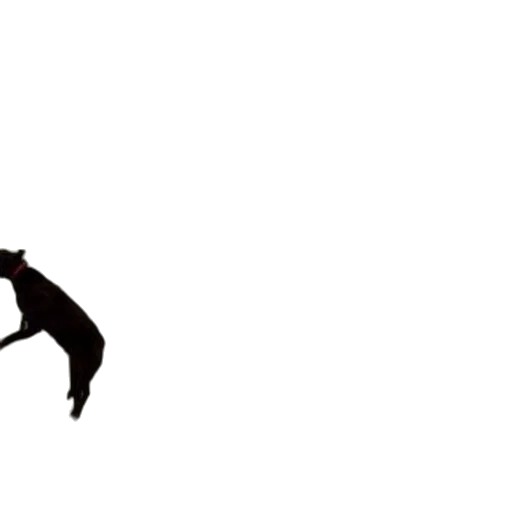 dragon, animal, staff, creature transparent PNG cut-out