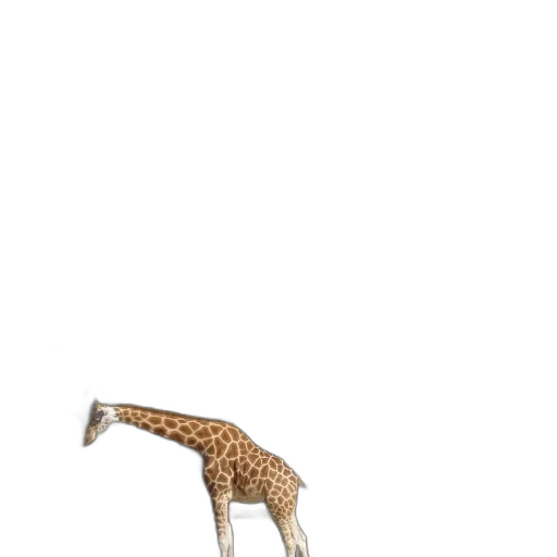 animal, creature, shoes, hat transparent PNG cut-out