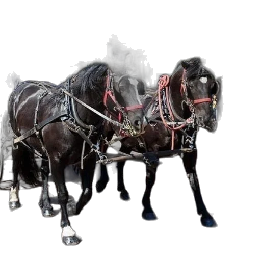 car, animal, robot, staff transparent PNG cut-out
