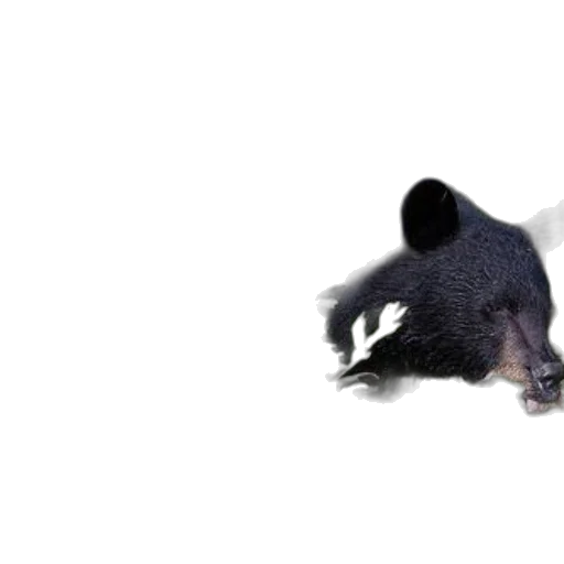 animal, creature, hat, weapon transparent PNG cut-out