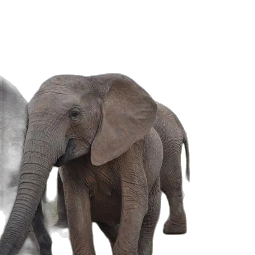 animal, 3d render, photorealistic, concept art transparent PNG cut-out
