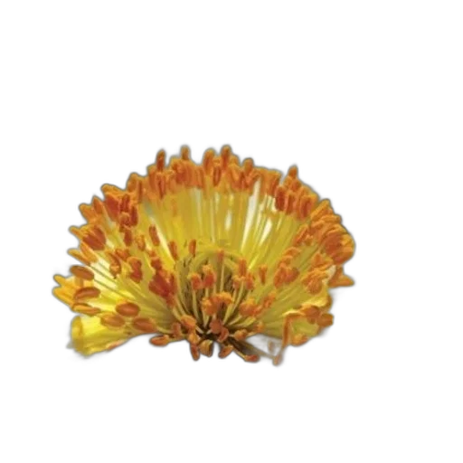 crown, flower, jewelry, hair transparent PNG cut-out