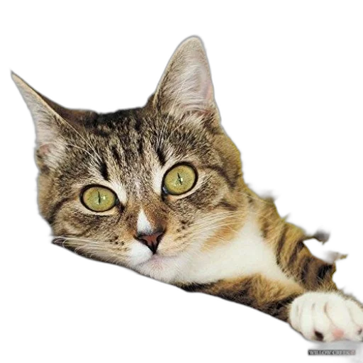animal, staff, creature, face transparent PNG cut-out