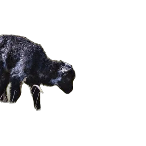 animal, creature, hair, jewelry transparent PNG cut-out