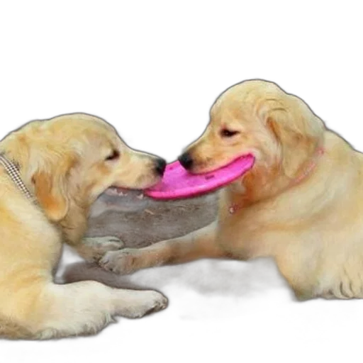 shoes, food, weapon, animal transparent PNG cut-out