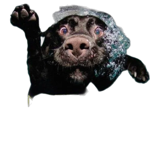 animal, creature, mask, hat transparent PNG cut-out