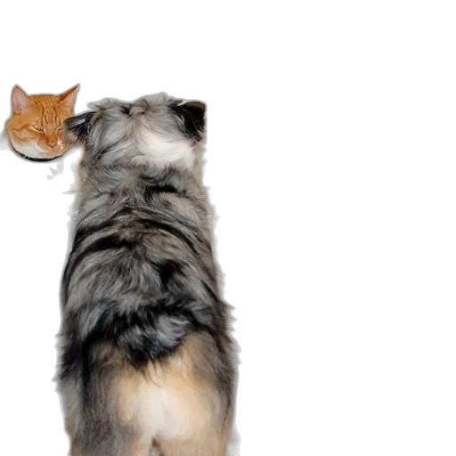 food, animal, staff, hat transparent PNG cut-out