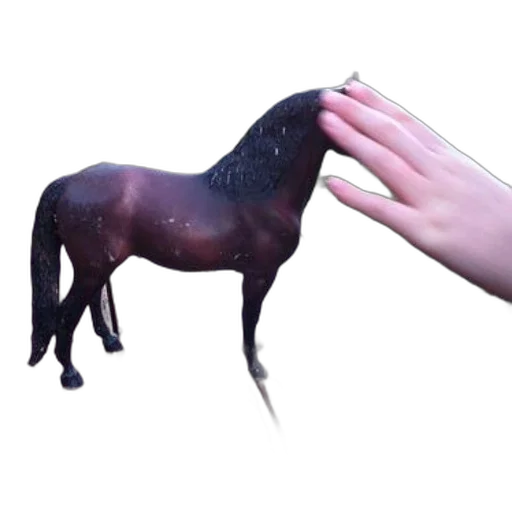 animal, creature, hair, staff transparent PNG cut-out
