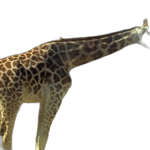 animal, creature, staff, crown transparent PNG cut-out