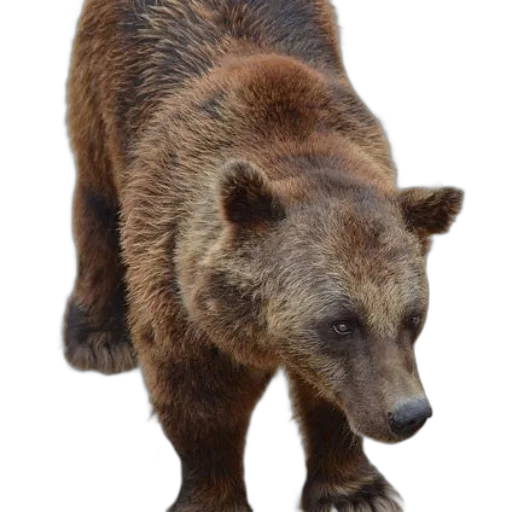 animal, creature, staff, photorealistic transparent PNG cut-out
