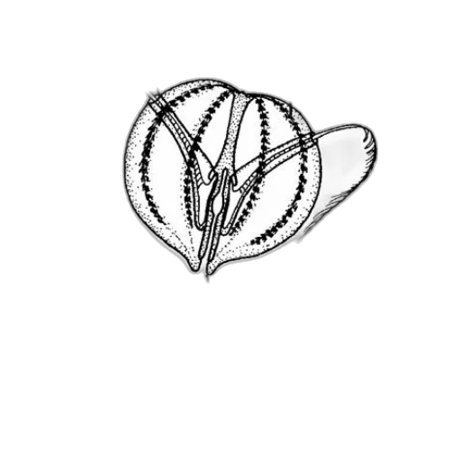 jewelry, crown, flower, hat transparent PNG cut-out