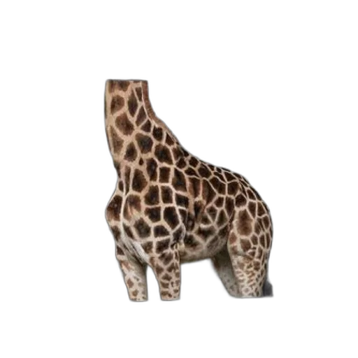 animal, creature, shoes, furniture transparent PNG cut-out