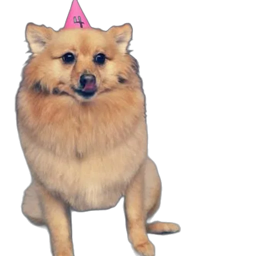 hat, animal, crown, staff transparent PNG cut-out