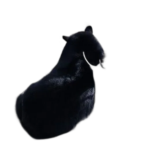 animal, creature, hat, hair transparent PNG cut-out