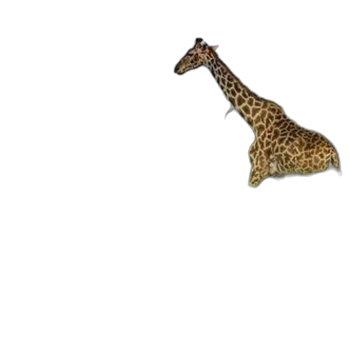 animal, creature, hat, staff transparent PNG cut-out