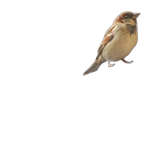 animal, staff, creature, food transparent PNG cut-out