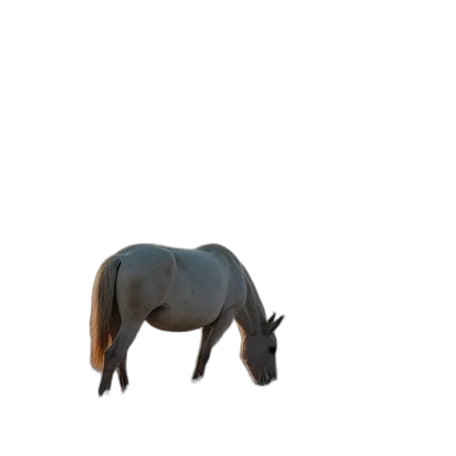 animal, creature, hat, staff transparent PNG cut-out