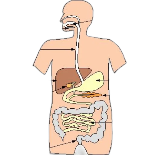 food, animal, jacket, creature transparent PNG cut-out