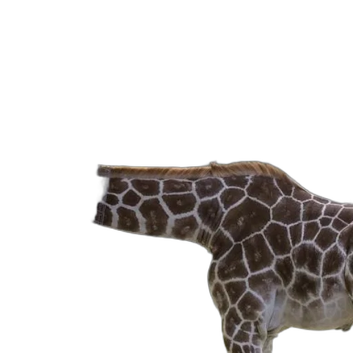 animal, creature, hat, staff transparent PNG cut-out